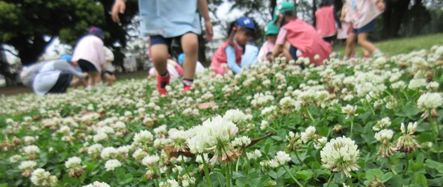 船橋いづみ幼稚園の自然と触れ合う活動、シロツメクサ摘み