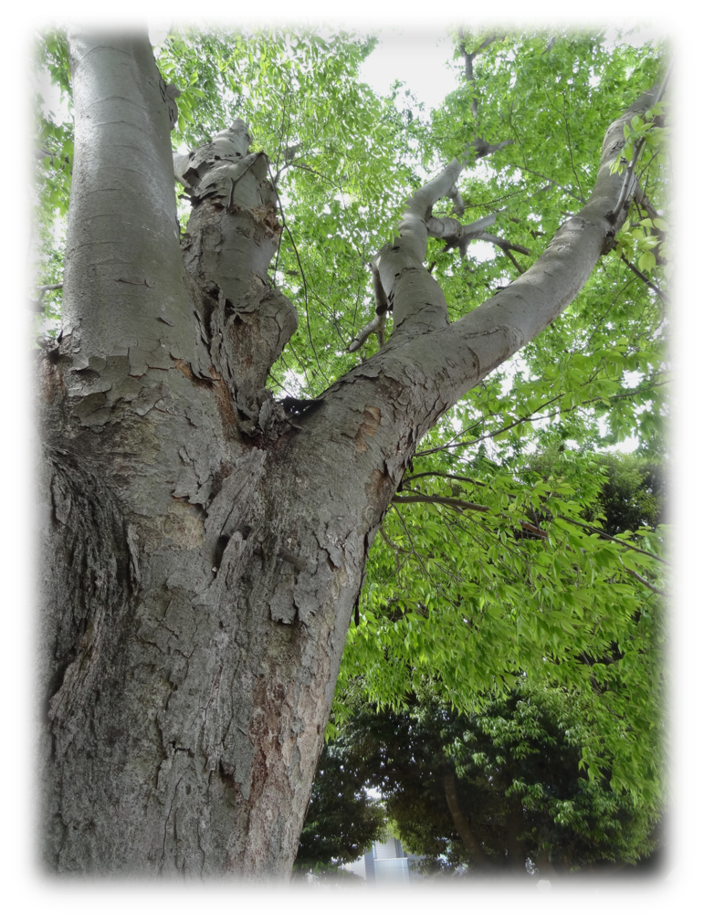 心の根っこを育てよう